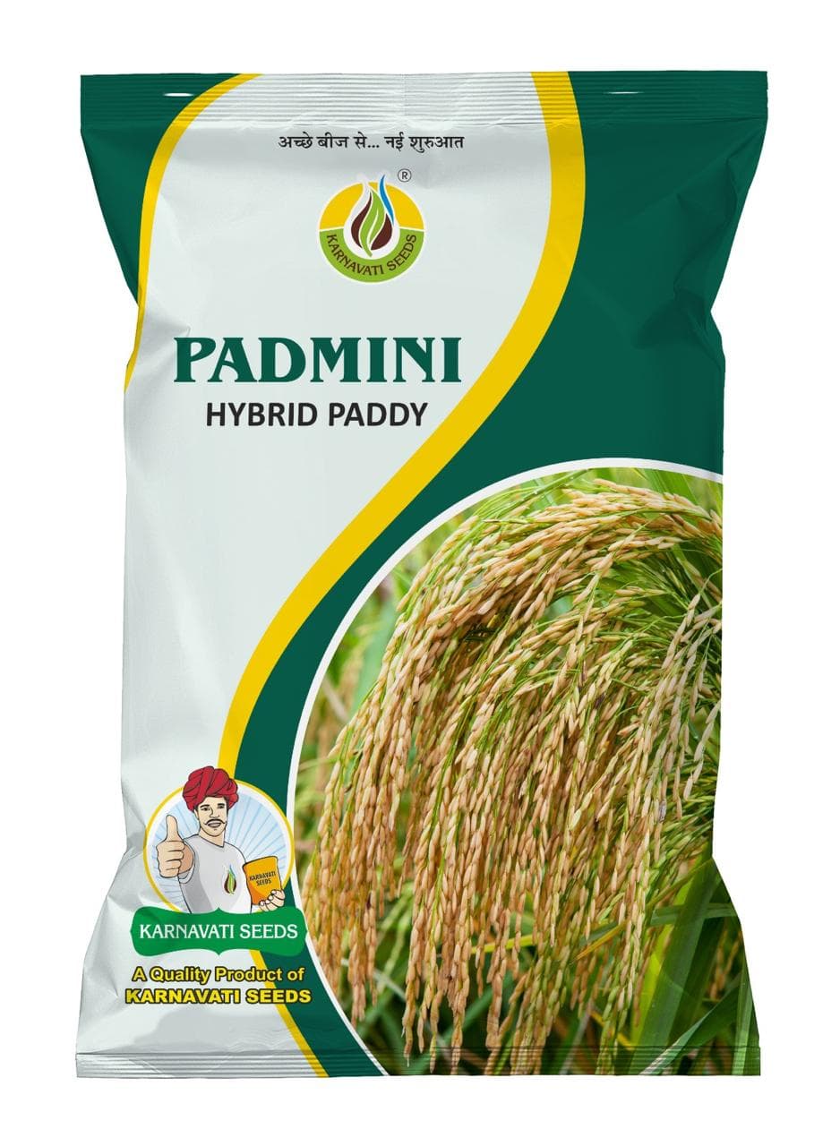 Padmini